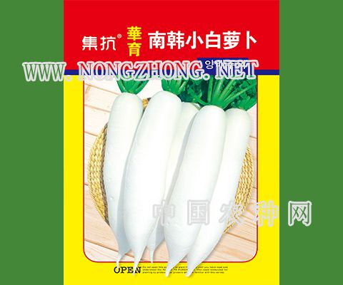 南韩小白萝卜